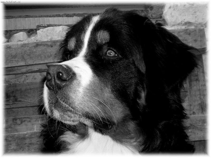 Foto: Amadeus