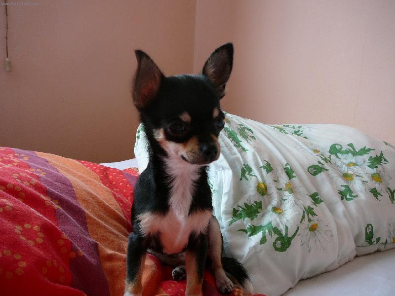 Foto: �iko