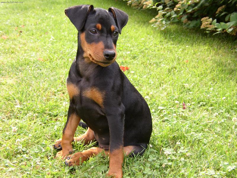 Foto: daisy