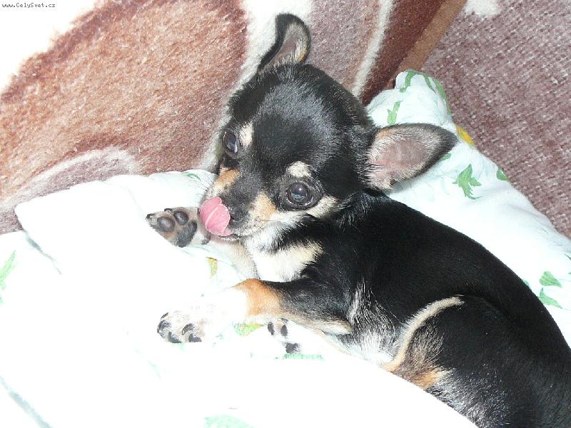 Foto: ** �iko **