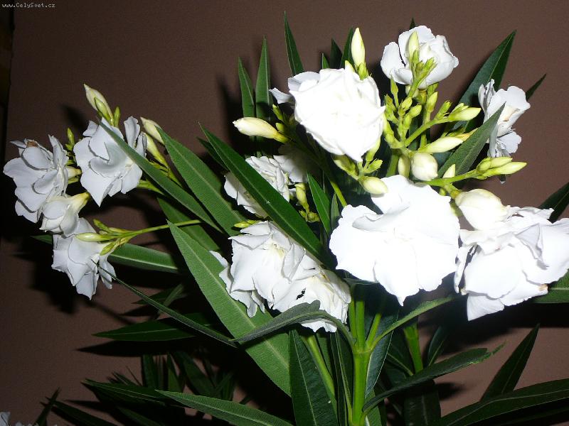 Foto: oleandr