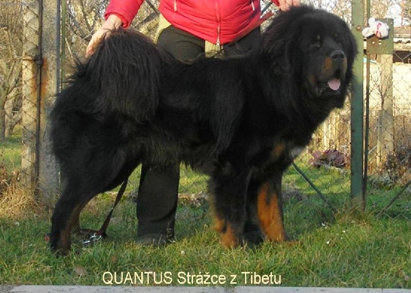 Foto: Quantus Str�ce z Tibetu-Ve 13 m�s�c�ch