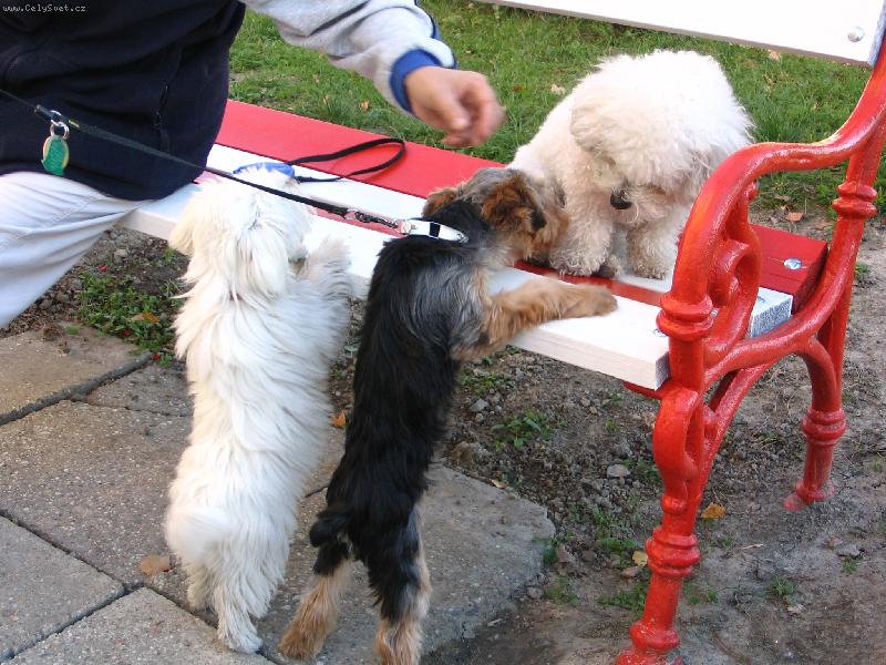 Foto: Sisi, Toby, Bajl�k