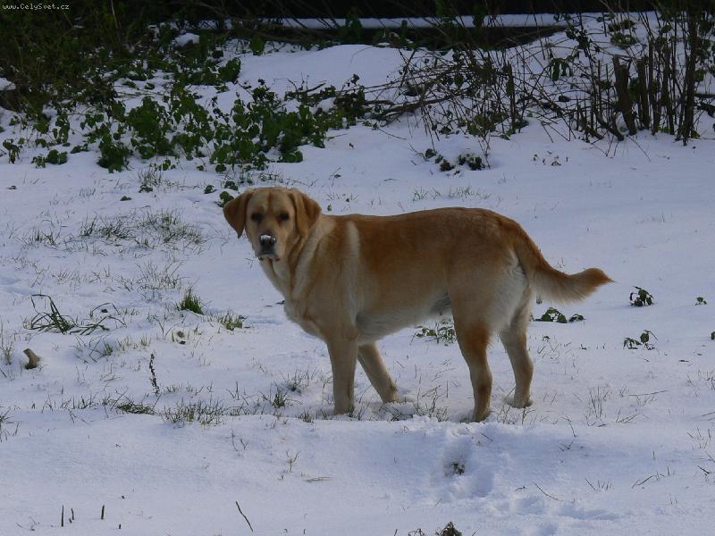 Foto: Nelly