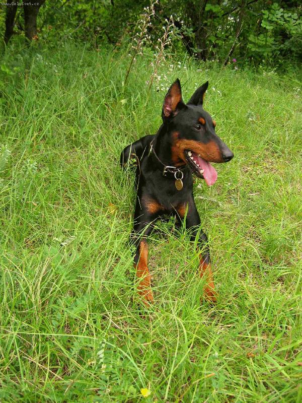 Foto: Max-Max v jarnej trave
