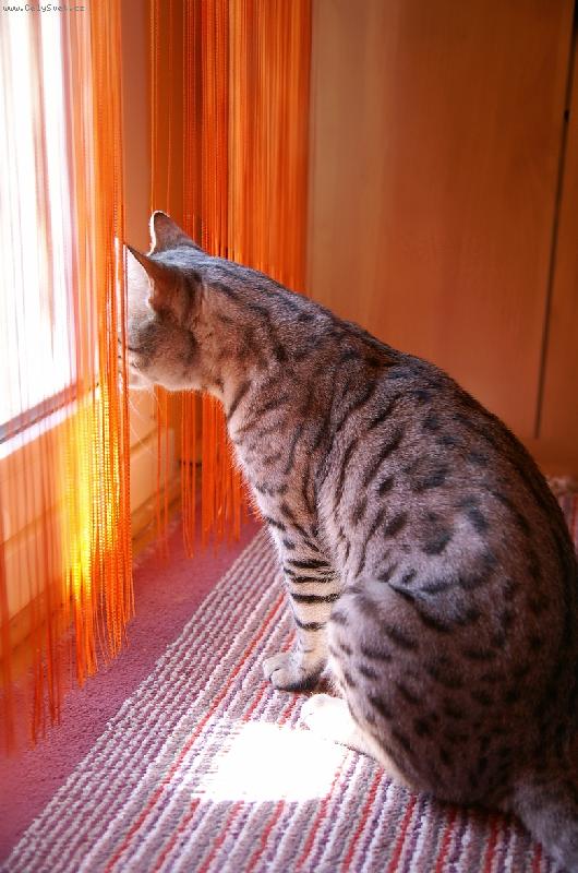 Foto: Ares