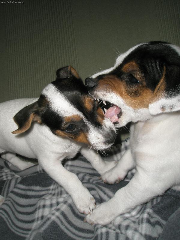 Foto: Bax s K�ou