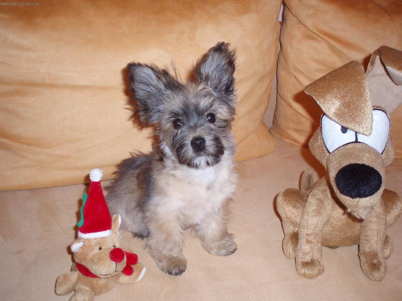 Foto: Cookie
