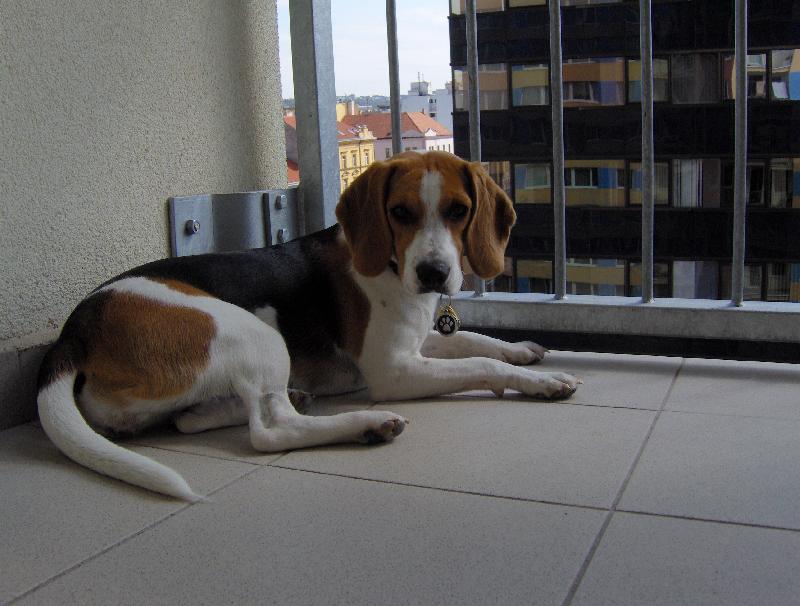 Foto: Ella-v lese