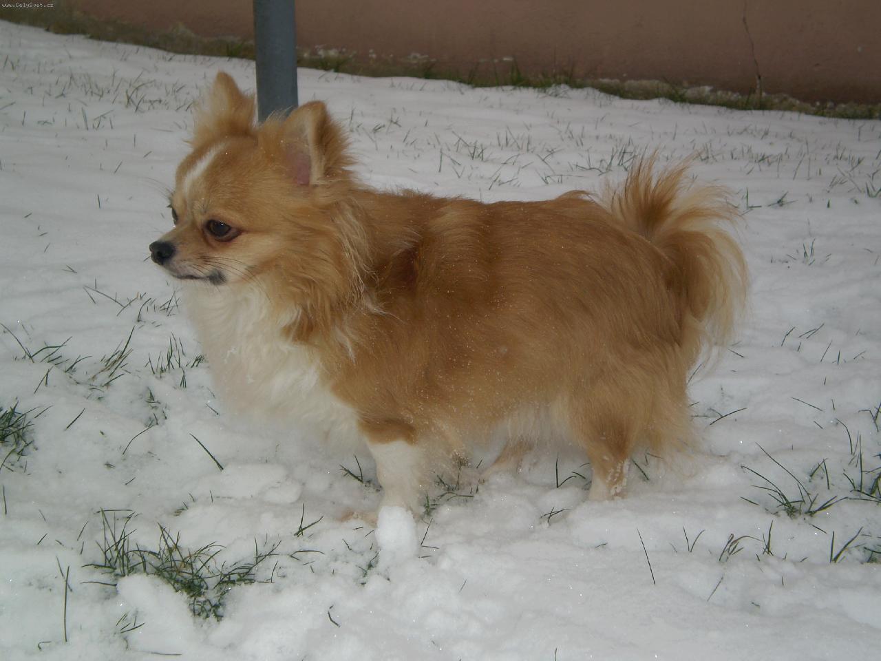 Foto: Seby-Ve snehu