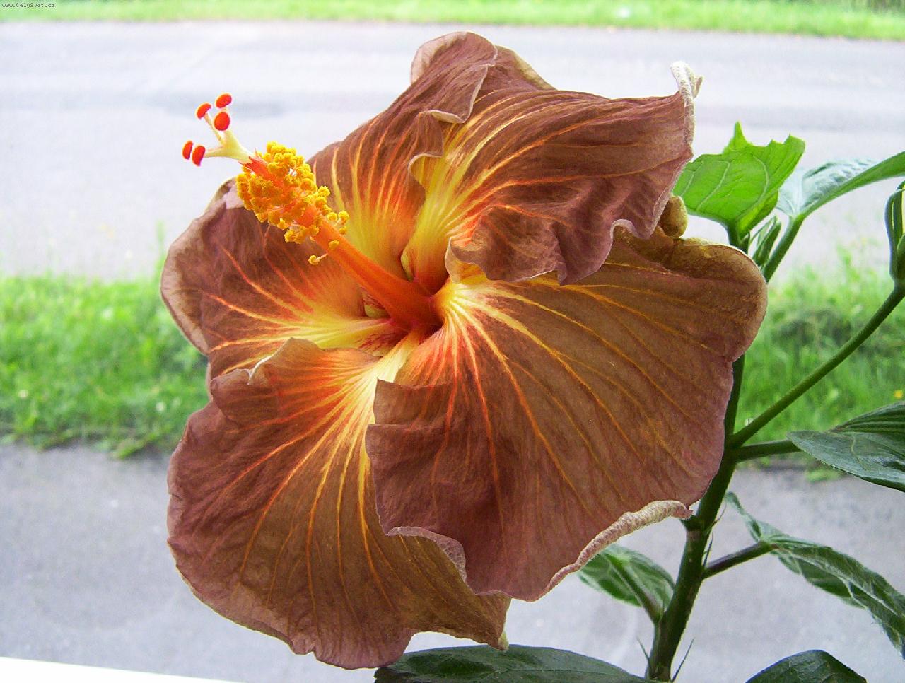 Foto: Black Jack