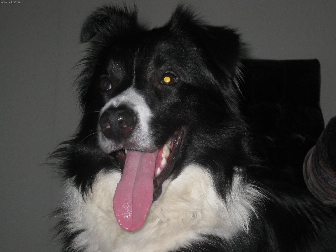 Foto: Border kolie