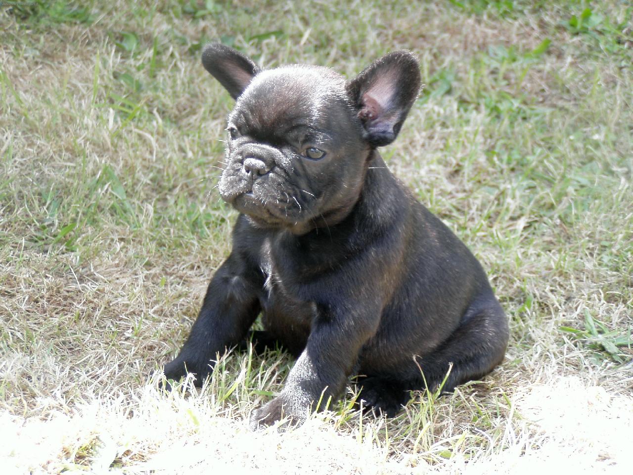 Foto: Daphne