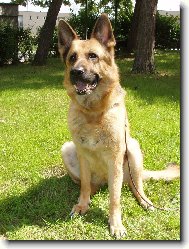 Ischa Nov� Kasio