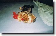 srd��ko je moje