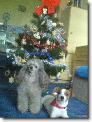 V�noce