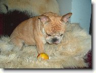 Ar�i