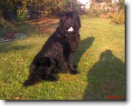 Alf��ek