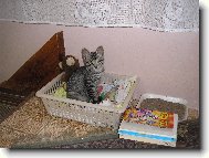 Ko�ka v pozoru