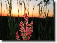 ��ov�k a obil�...