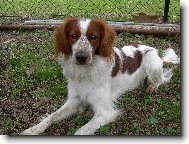N� Bony