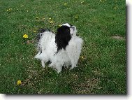Cameo na vych�zce