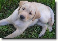 Labradorsk� retr�vr