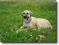 Bessy, 6 m�s�c�