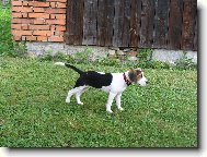 na�e Sindy
