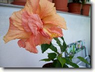 oran�ov� ibi�ek