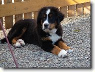 N�s Rexou�ek