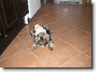 zima se bl�i