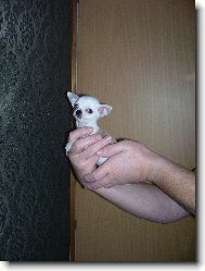 Lil�a