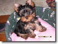 Phoebe �t�n�tkem