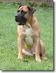 Bur�sek