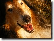 Gigi Kr�sa samoty