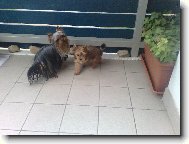 M�j mil��ek M�a a nov��ek Nikitka-zlat� jork...