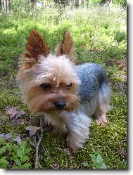 Monty na bor�vk�ch