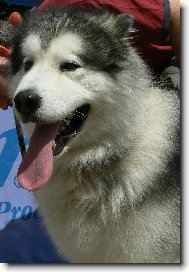 v�stava Brno 2008
