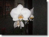 B�l� orchidejka