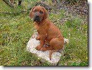 Gorb�k