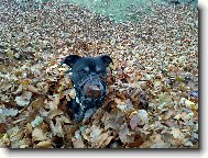 Bobo v list�