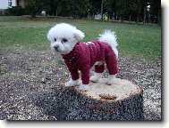 Sopt�k ve sv� nejnov�j�� mikince