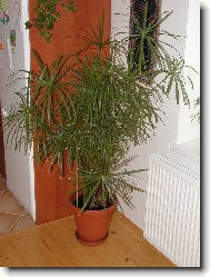 Cyperus, ��chor