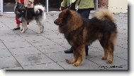 Eurasier - psi �ampioni
