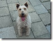 Na�e Bellinka