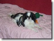 �iko