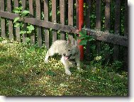 Brita, Karpatsk� bandita