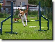 B�gl M�ja - agility