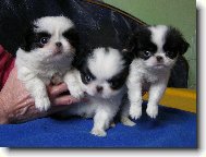 3 kluci v chalup�
